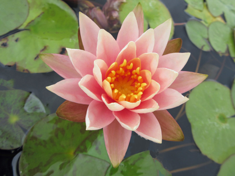 Preview: Seerose - Colorado Preview: Nymphaea Colorado - Seerose